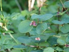 Symphoricarpos mollis, Southern California Snowberry leaves and flowers. - grid24_6