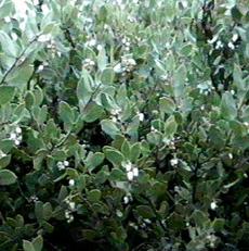 An old picture of Arctostaphylos myrtifolia - grid24_6
