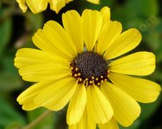 Encelia californica - California encelia, California brittlebush, bush sunflower  - grid24_6