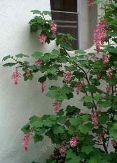 Pink flowering currant against a north wall - grid24_6