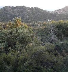 Chaparral at about 4000 ft. in Southern California - grid24_6