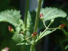 Scrophularia californica,  California Figwort flowers - grid24_6