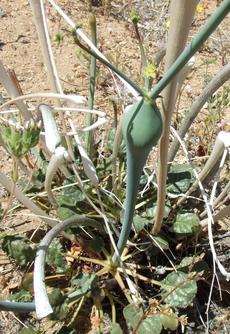 Eriogonum inflatum (desert trumpet) is a buckwheat with a swollen stem. - grid24_6