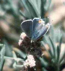 Blue hairstreak - grid24_6