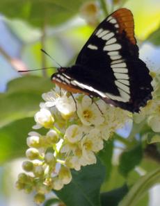Lorquin's Admiral on a Western Chokecherry - grid24_6