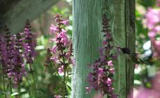 Stachys chamissonis, Magenta Butterfly Flower with hummingbird - grid24_6
