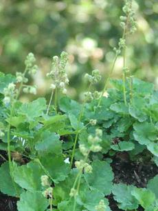 Heuchera merriamii, Siskiyou Alum Root, is very diminutive, with delicate creamy white flowers, and is at its best grown in groups. of three or more.  - grid24_6