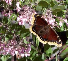 Arctostaphylos Baby Bear Manzanita Bush with a Mourning Cloak Butterfly. Butterflies are one of the pollinators of manzanitas. - grid24_6