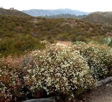 California Buckwheat,  Eriogonum fasciculatum foliolosum on a hillside above the nursery. - grid24_6