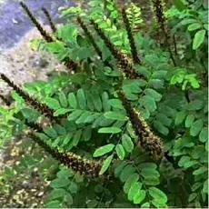 An old photo of Amorpha californica, California False Indigo Bush in flower - grid24_6