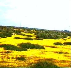 In this very old photo, circa 1980, Lasthenia glabrata, Goldfields, is here living up to its name, in the shadscale scrub of the Carrizo Plains, San Luis Obispo county, California. - grid24_6