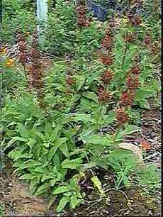 An old picture Salvia spathacea, Hummingbird Sage - grid24_6