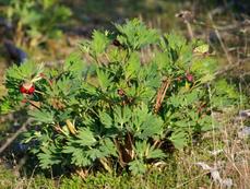 Paeonia californica, California Peony, is somewhat difficult in gardens, as most gardens are watered year-round, and this plant goes completely dormant in late summer.   - grid24_6