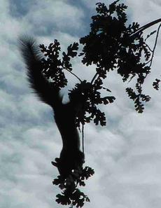 Circus squirrel. One jumped out of the Digger pine about 15 feet to the ground and don't a full flop, sounded like someone hit the ground with a hot  water bottle. He got up and ran off. - grid24_6