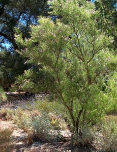 A young tree of Chilopsis linearis, Desert Willow, in the Santa Margarita nursery garden. - grid24_6