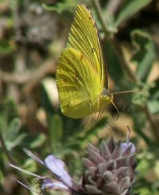 Dogface Butterfly on the Red Thistle - grid24_6