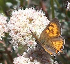 Tailed Copper Butterfly, Lycaena (Tharsalea) arota on a California Buckwheat - grid24_6