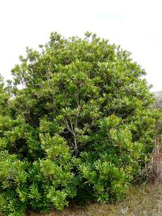 Myrica californica, Pacific Wax Myrtle in Morro Bay - grid24_6