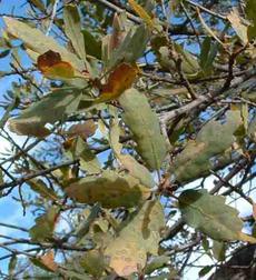 Blue Oak - Quercus douglasii goes deciduous - grid24_6