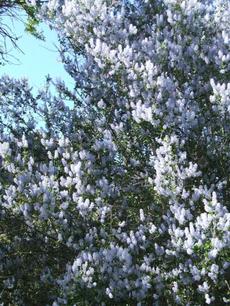 Ceanothus leucodermis, White bark Ceanothus in the wild - grid24_6