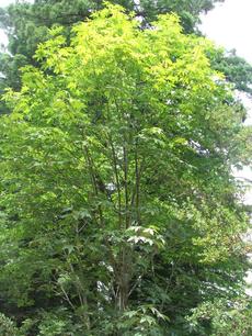Acer macrophyllum, Big Leaf Maple tree. - grid24_6