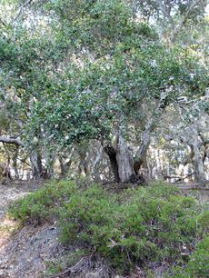 Arctostaphylos Monterey Carpet grows as a nearly flat groundcover. - grid24_6