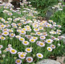 Erigeron glaucus, Cape Sebastian works well as a small ground cover or in a pot or container.  - grid24_6