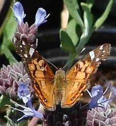 American Painted Lady Butterfly, Vanessa virginiensis working a Salvia clevelandii flower - grid24_6
