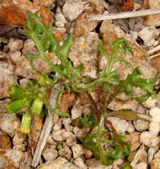 Groundsel, Senecio vulgaris - grid24_6