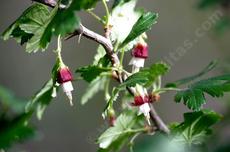 Ribes menziesii, Canyon Gooseberry, with its distinctive purple-red-white flowers and lobed leaves.  - grid24_6