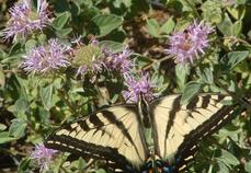 The Pale Swallowtail butterfly loves Monardella villosa, Coyote Mint.  - grid24_6