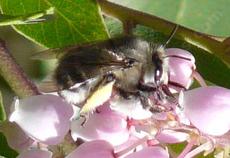 Anthophora species, Digger bee on an Arctostaphylos flower - grid24_6