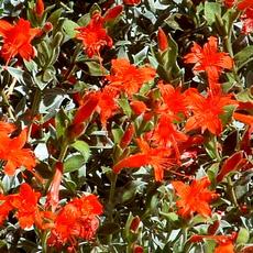Zauschneria septentrionalis, Mattole River has showy flowers. AKA Epilobium septentrionale, Epilobium canum ssp. septentrionale  - grid24_6