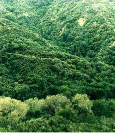 Southern California brush - grid24_6