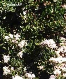 An old picture of Ceanothus roderickii - grid24_6