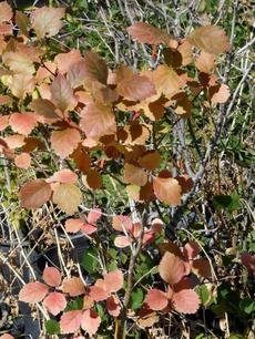 Crataegus douglasii Western Thorn Apple - grid24_6
