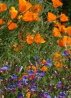 Penstemon Margarita BOP mixed with California Poppy - grid24_6