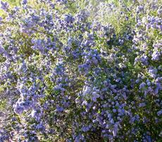This California Lilac grows between Arroyo Grande and Santa Maria - grid24_6
