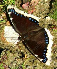 Mourning Cloak Butterfly - grid24_6