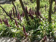 A clump of Salvia spathacea, Hummingbird Sage as groundcover under Desert Willow next to Sulfur Buckwheat. - grid24_6