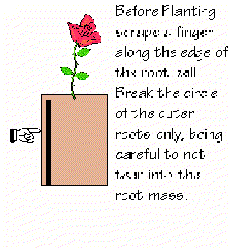 Before planting your native plant, scrape a finger along the edge of the root ball. - grid24_6