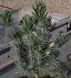 Pinus quadrifolia, Parry Pinyon, a very slow growing pine, in the nursery at Santa Margarita, California. - grid24_6