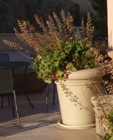 Heuchera maxima, Island Alum Root, seems to grow well in pots also, as shown in this photo taken near a storefront in San Luis Obispo, California.  - grid24_6
