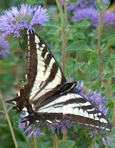 Pale swallowtail, Papilio eurymedon on Monardella - grid24_6