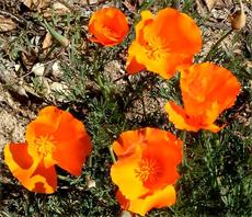 California Poppies are many colors, these are hot orange - grid24_6