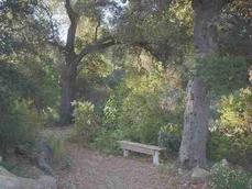 A garden bench under native Coast Live Oak  can create a natural setting in this California garden example. - grid24_6