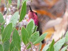A Male Anna's Hummingbird on Arctostaphylos Sentinel - grid24_6