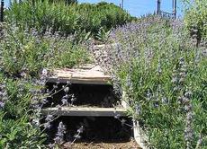 Salvia Bee's Bliss covering the ground  with wild  flowers in San Luis Obispo. You can be pretty rustic in a native garden and still impress folks.  - grid24_6
