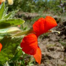 Here you can see a side view of a flower of Mimulus cardinalis, Scarlet Monkey Flower. - grid24_6