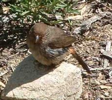 California Towhee sitting on a rock. - grid24_6